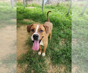 Buckeye - Male Boxer-Unknown Mix Dog for Adoption - Photo #5