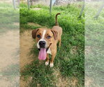 Small #4 Boxer Mix