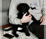Small #2 Labrador Retriever Mix
