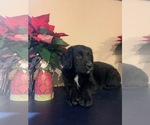 Small Photo #6 English Springer Spaniel-German Shepherd Dog Mix Puppy For Sale in ATGLEN, PA, USA