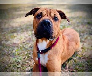 Chinese Shar-Pei-Unknown Mix Dogs for adoption in Orlando, FL, USA