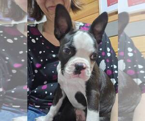 Boston Terrier Puppy for Sale in BROOKSVILLE, Florida USA
