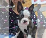 Small Boston Terrier