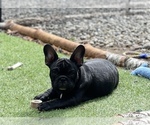Small Photo #3 Faux Frenchbo Bulldog-French Bulldog Mix Puppy For Sale in HOODSPORT, WA, USA