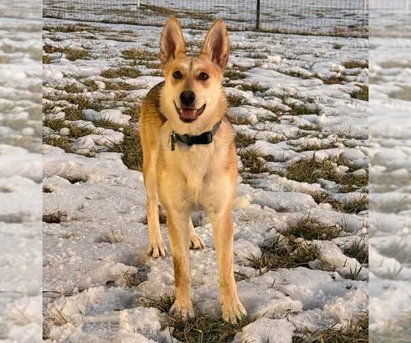 Medium Photo #1 German Shepherd Dog Puppy For Sale in Frenchburg, KY, USA