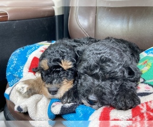 Labradoodle Puppy for sale in DAVENPORT, IA, USA