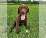 Puppy 2 Labrador Retriever