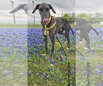 Small Photo #40 Great Dane Puppy For Sale in Bullard, TX, USA