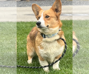 Father of the Pembroke Welsh Corgi puppies born on 04/25/2025