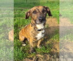 Small #1 Dachshund Mix