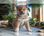 Small Photo #5 Shiba Inu Puppy For Sale in SHILOH, OH, USA