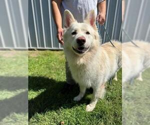 German Shepherd Dog Dogs for adoption in Peoria, IL, USA