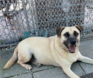 Mutt Dogs for adoption in Spring Lake, NJ, USA