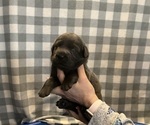Small Photo #1 Labrador Retriever Puppy For Sale in STANWOOD, WA, USA