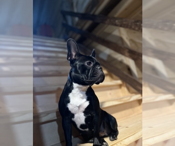 Medium Photo #1 Faux Frenchbo Bulldog Puppy For Sale in MAYFIELD, KY, USA