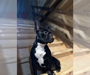 Mother of the Faux Frenchbo Bulldog puppies born on 09/11/2025