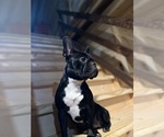 Small Photo #1 Faux Frenchbo Bulldog Puppy For Sale in MAYFIELD, KY, USA