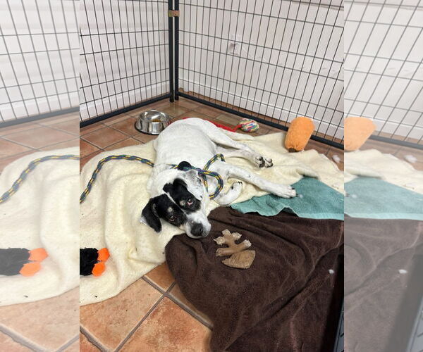 Medium Photo #4 Beagle-Unknown Mix Puppy For Sale in Rockaway, NJ, USA