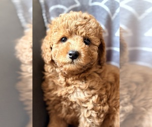 Cavapoo (Miniature) Puppy for Sale in WAUSEON, Ohio USA