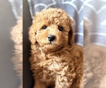 Small Cavapoo (Miniature)