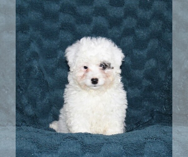 Medium Photo #3 Bernedoodle-Poodle (Toy) Mix Puppy For Sale in NOTTINGHAM, PA, USA