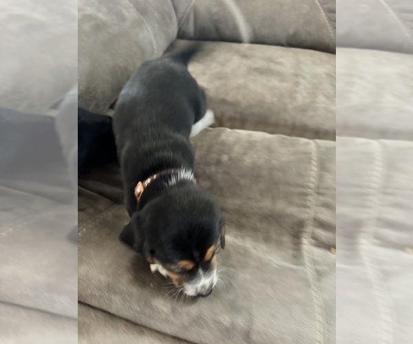 Medium Photo #4 Beagle Puppy For Sale in CORNELL, MI, USA
