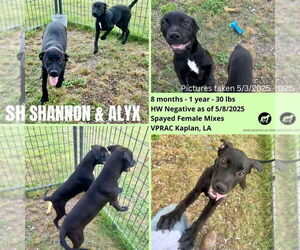 Mutt Dogs for adoption in Abbeville, LA, USA