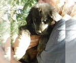 Small Photo #46 Golden Labrador Puppy For Sale in IDAHO SPRINGS, CO, USA