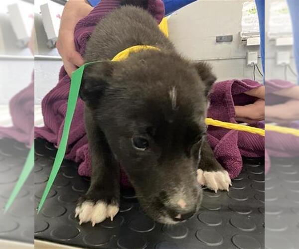 Medium Photo #1 Mutt Puppy For Sale in Camarillo, CA, USA