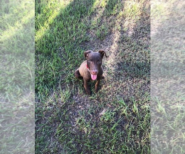 Medium Photo #4 Doberman Pinscher-Labrador Retriever Mix Puppy For Sale in New York, NY, USA