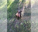Small #3 Doberman Pinscher-Labrador Retriever Mix