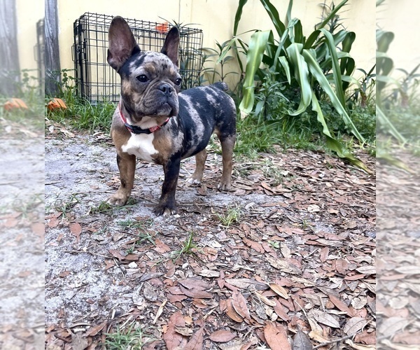 Medium Photo #17 French Bulldog-Rat Terrier Mix Puppy For Sale in BROOKSVILLE, FL, USA