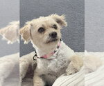 Small #1 Colonial Cocker Spaniel Mix