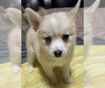 Puppy Bella Bear Pomsky