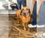 Small #9 Redbone Coonhound Mix