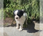 Small #6 Tibetan Terrier