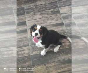 Cavalier King Charles Spaniel Puppy for sale in ARLETTA, WA, USA