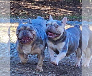 Mother of the French Bulldog puppies born on 03/20/2026