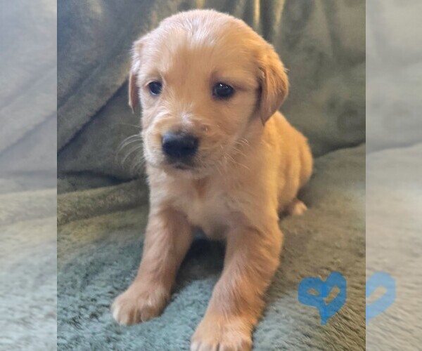 Medium Photo #1 Golden Retriever Puppy For Sale in RIGA, MI, USA