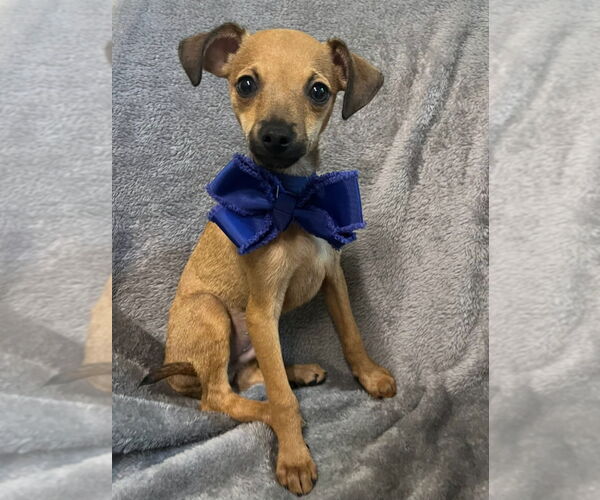 Medium Photo #2 Chiweenie Puppy For Sale in Ellijay, GA, USA