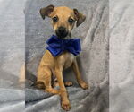 Small #1 Chiweenie