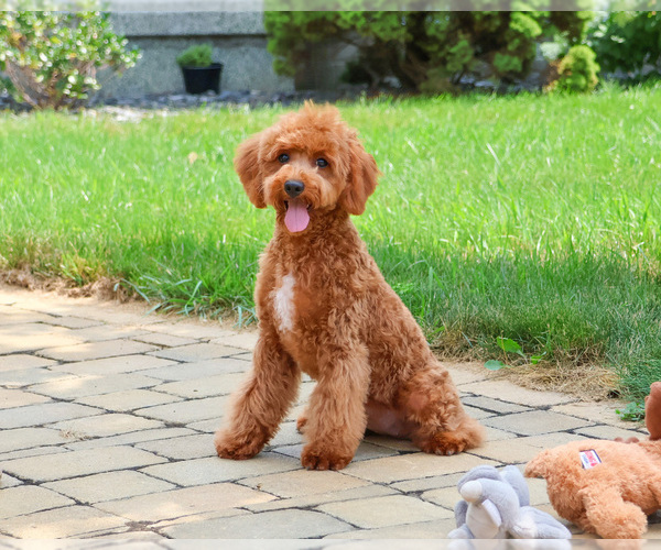 Medium Photo #5 Cavapoo (Miniature) Puppy For Sale in SYRACUSE, IN, USA