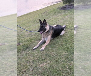 German Shepherd Dog Dogs for adoption in McKinney, TX, USA