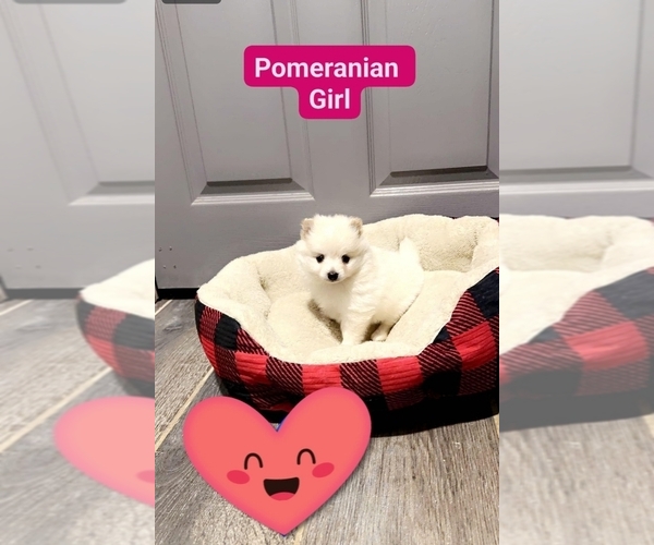 Medium Photo #7 Pomeranian Puppy For Sale in DALLAS, TX, USA