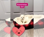 Small #6 Pomeranian