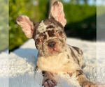 Small Photo #4 French Bulldog Puppy For Sale in HILLSBORO BCH, FL, USA