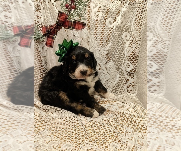 Full screen Photo #5 Bernedoodle Puppy For Sale in ELKTON, VA, USA
