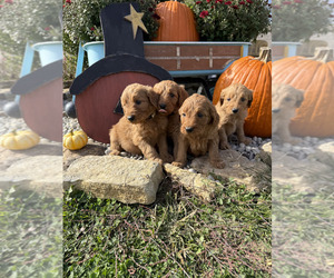Goldendoodle Puppy for sale in WILLIAMSTOWN, KY, USA