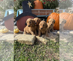 Image preview for Ad Listing. Nickname: Goldendoodle