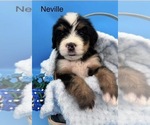 Puppy Nivelle Bernedoodle